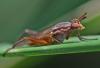 Sepedon spinipes